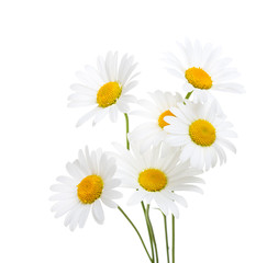 Bouquet  of Chamomiles  ( Ox-Eye Daisy ) isolated on a white background. - obrazy, fototapety, plakaty