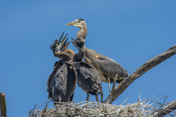 Great Blue Heron mom with three chicks in nest feeding the young ones