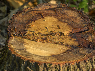tree stump on forest floor