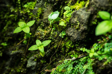 Little green leaves plant on big stone