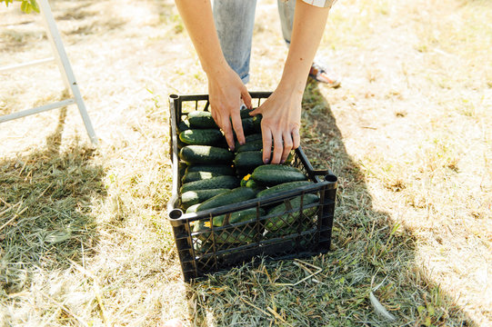 Woman holding a freshly harvested cucumbers.