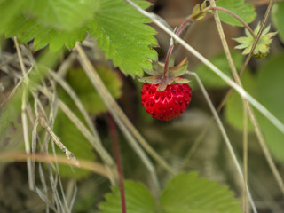 wild strawberry in garden closeup