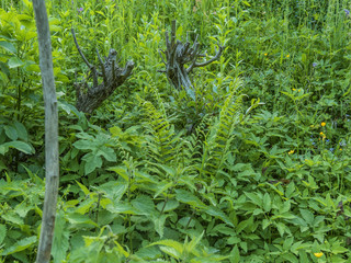 pair of old tree trunks in green meadow