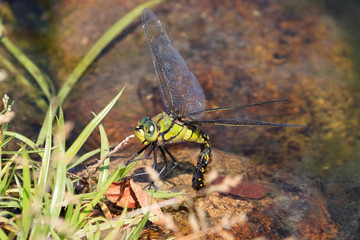 クロスジギンヤンマの産卵