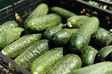 Green fresh cucumber in plastic box