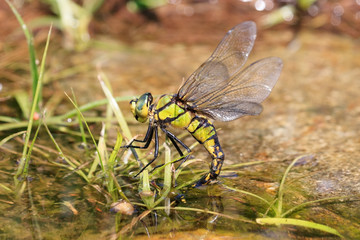 クロスジギンヤンマの産卵