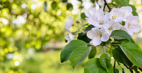 A branch of apple blossoms