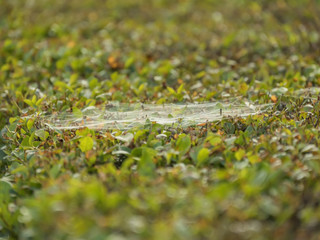spiders web on meadow closeup