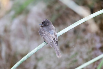 Black Phoebe - Sayornis nigricans, perched on wetland vegetation. Santa Clara County, California, USA.