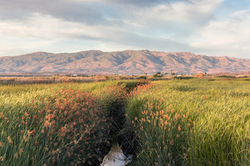 Alviso Wetlands and Diablo Mountain Range. Alviso Marina County Park, Santa Clara County, California, USA.