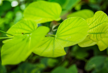 green leaf background