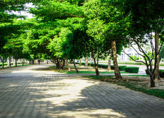 Fototapeta na wymiar walkway among the tree in sunny day
