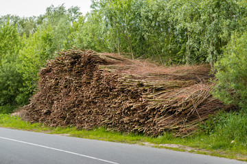 Tied bundles of osiers waiting for transport