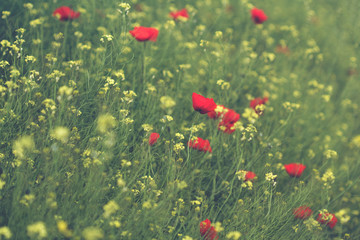 poppy and canola flower field