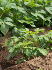 ジャガイモ畑　キタアカリ