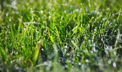 dew on the grass