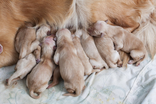 first day new born of golden retriever puppy dog lying beside her mom