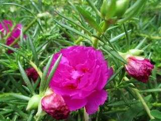 Closeup of the bright color of pink flowers.