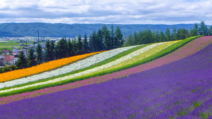 lavender and another flower field in hokkaido , nature background