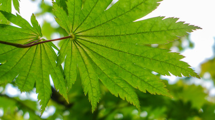 green leaf against sunlight