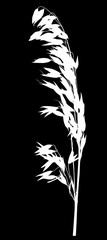 silhouette of white oat plant on black