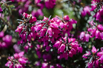 Fototapeta na wymiar Purple hydrangea flowers