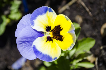 Close-up shot beautiful violet purple pansy flowers