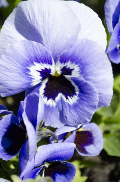 Close-up shot beautiful violet purple pansy flowers