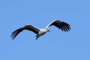 White stork (Ciconia ciconia)