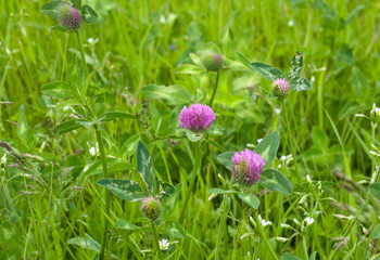 Pink flowers of lucerne on the green background