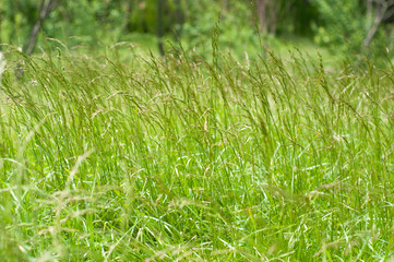Summer grass meadow motion blur of pleasant wind with bright sunlight