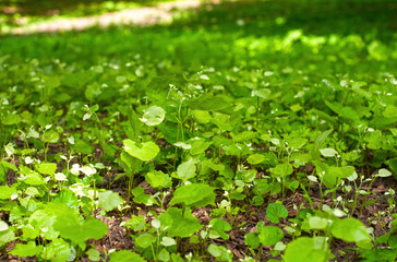 Group of tree saplings growing on fertile soil. Baby plant begins new life