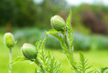 Fototapeta premium Close up shot of poppies buds on the blurred green background