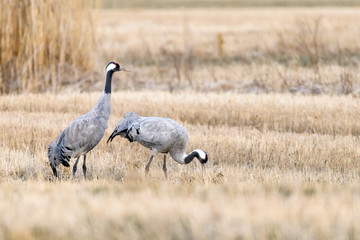Cranes on a field