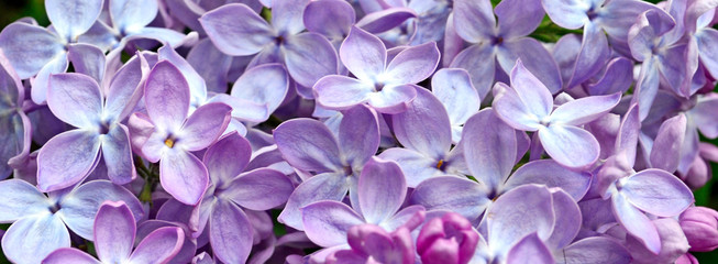 Lilacs closer