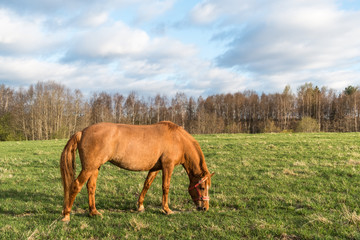 Fototapeta na wymiar Brown horse grazing on a sunny spring day