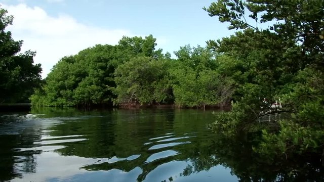 Small tourist boat near mangrove trees at Laguna Restinga, Margarita Island, Venezuela
