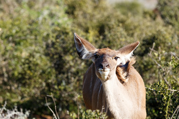 Female Kudu standing with her head in the air