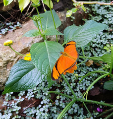 Fackel, Schmetterling; Dryas; julia