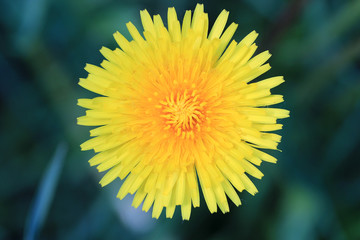 spring dandelion