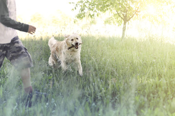 Happy dog brings the stick to his young owner