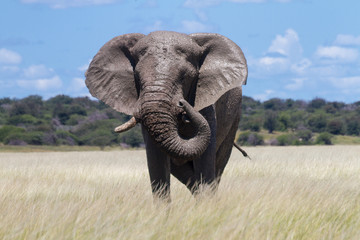 Obraz na płótnie Canvas Male elephant in the Etosha grassland