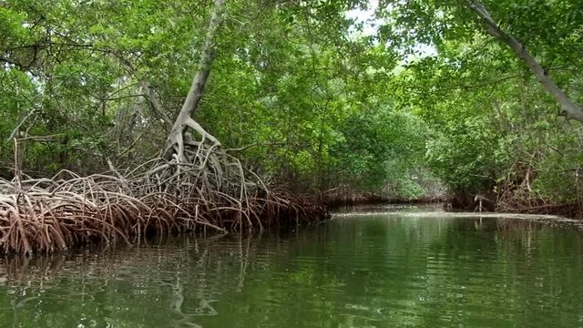 Mangrove trees in the channel at Laguna de la Restinga, Venezuela. Taken from small boat