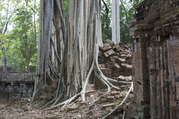 Fototapeta na wymiar Cambodia Trees