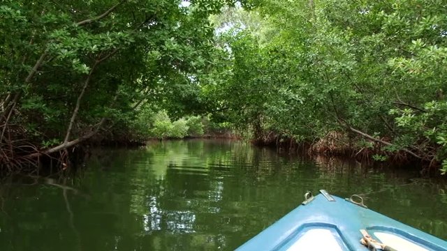 The tour boat sailing through  channel in the mangroves at Laguna de la Restinga, Venezuela