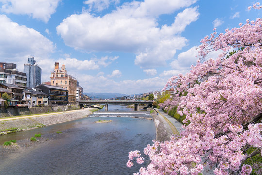 京都　鴨川の桜