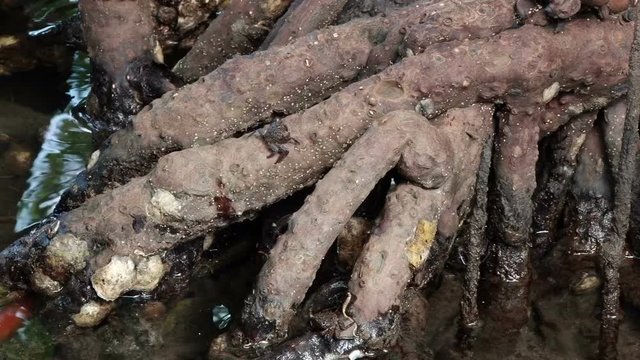 Mangrove tree crab climbs roots in Laguna de la Restinga, Margarita island, Venezuela