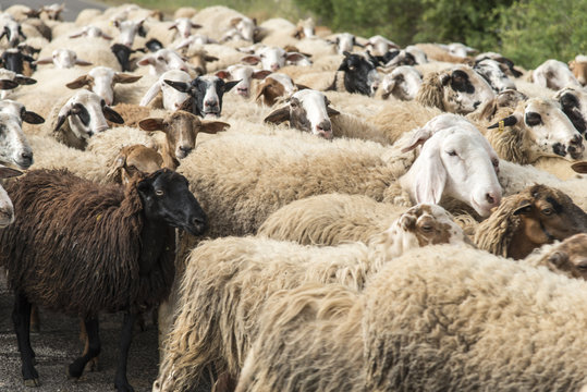 Sheeps herd 