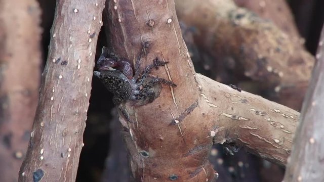 Closeup shot of mangrove tree crab in Laguna de la Restinga, Margarita island, Venezuela