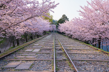 京都　インクラインの桜